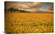 "Sunflowers" Stretched Canvas Giclee by Piotr (Bax) Krol, 22x15"