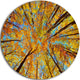 Tree Tops In Autumn Forest, Trees Photo Disc Metal Wall Art, 11"