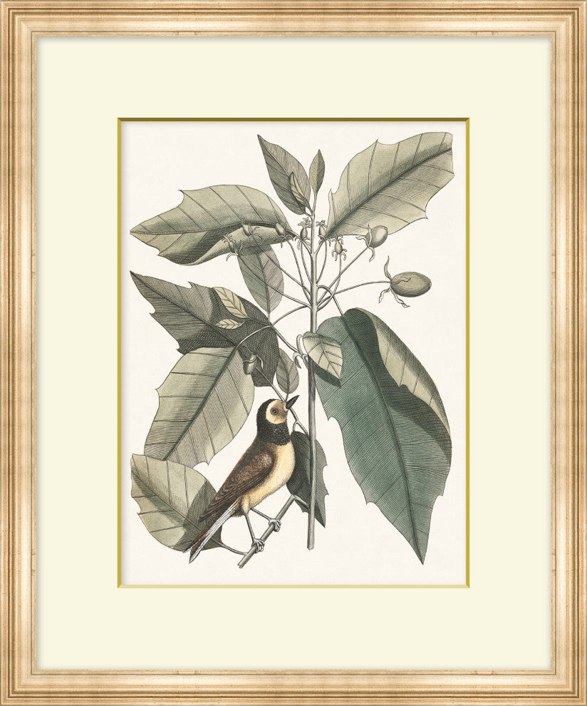 Summer Bird 4, Giclee Reproduction Artwork