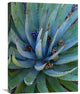 "Agave Plants With Pine Cones, North America" Artwork, 18" x 24"