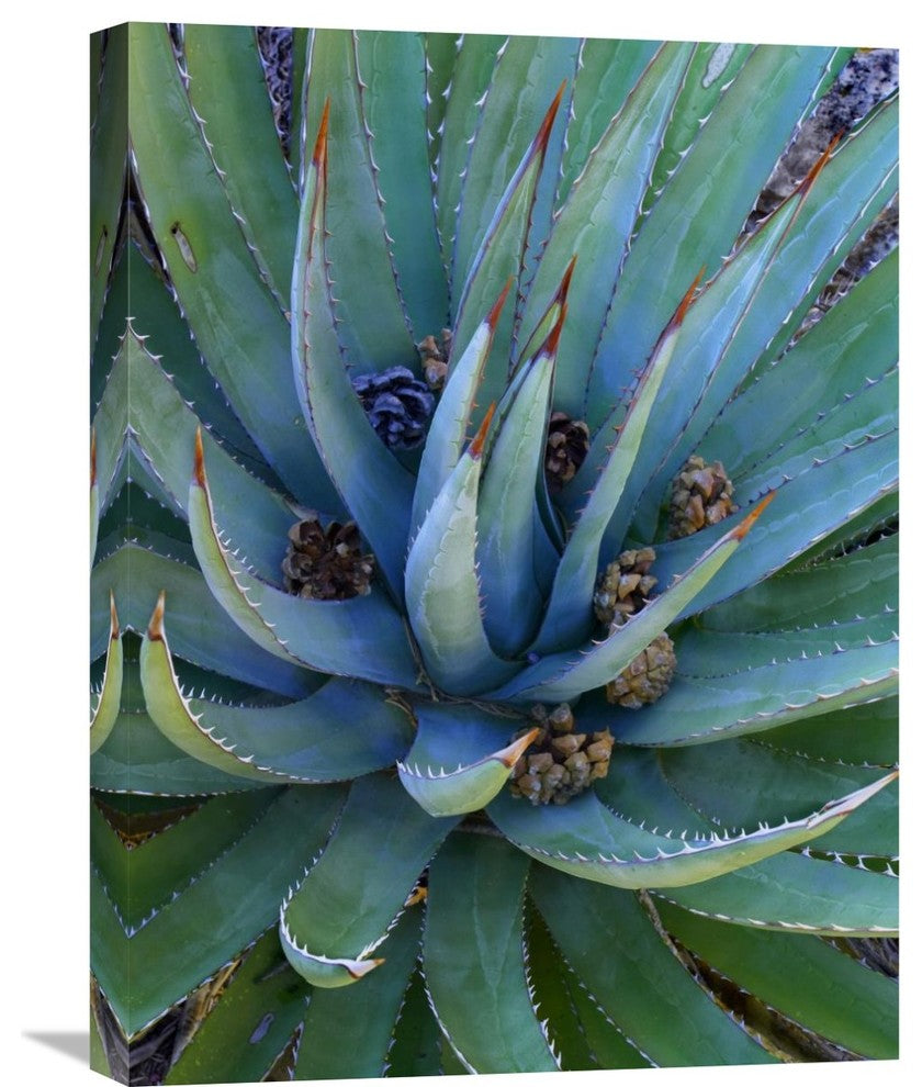 "Agave Plants With Pine Cones, North America" Artwork, 18" x 24"