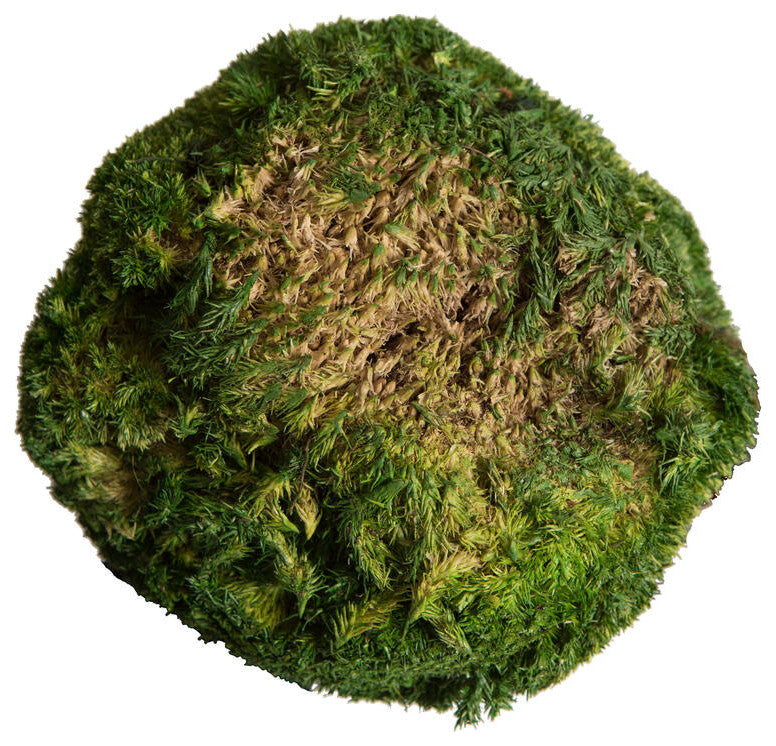 Vickerman Natural Botanicals 1  lb. Apple Green Pole Moss.