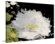 "The Innocence of Spring 2" Print on Canvas by Irena Orlov