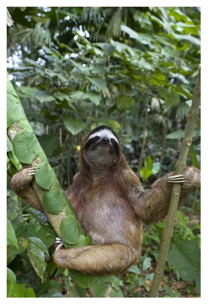 "Brown-throated 3-toed Sloth male, Aviarios Sloth Sanctuary" Paper Art, 26"x38"