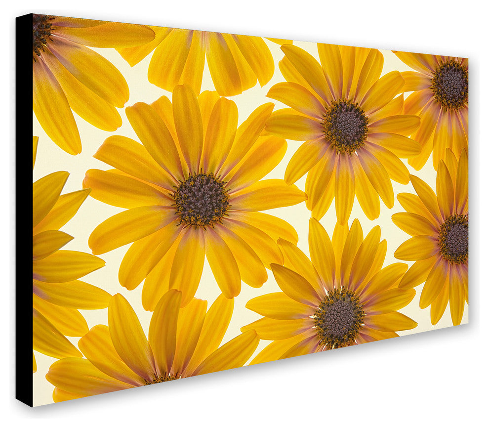 Cora Niele 'Yellow Cape Daisies' Canvas Art