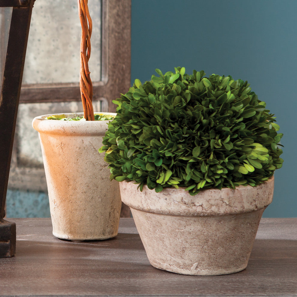 Boxwood Ball, Pot Medium