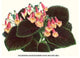 Eucodonia Multiflora- Gallery Wrapped Canvas Art 28" x 42"