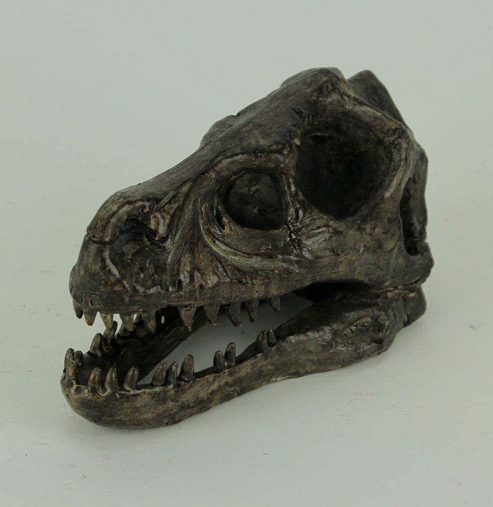 Velociraptor Dinosaur Head Fossil Statue Small