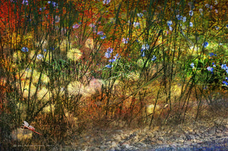 "Meadow Dragon Fly" Print on Canvas by Chris Vest