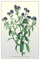 The Azorean Forget-Me-Not- Gallery Wrapped Canvas Art 28" x 42"