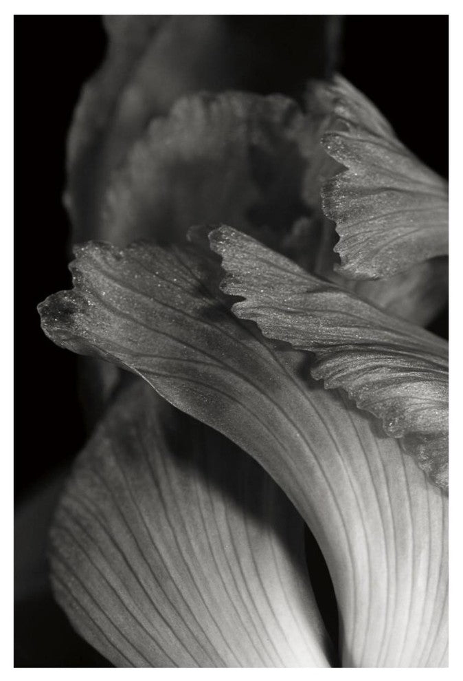 "Iris Abstract I" Digital Paper Print by Laura Marshall, 42"x62"