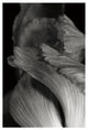 "Iris Abstract I" Digital Paper Print by Laura Marshall, 42"x62"