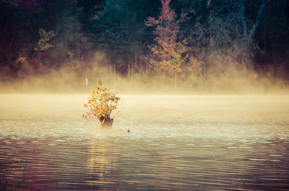 Golden Mist on Waples Pond Framed Photo Paper Wall Art Prints, Red Oak, 11" X 14"