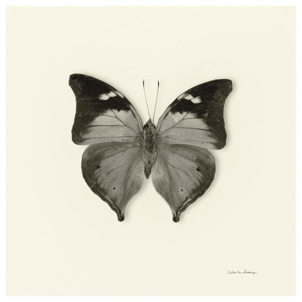 "Butterfly VII - BW" Digital Paper Print by Debra Van Swearingen, 26"x26"