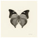 "Butterfly VII - BW" Digital Paper Print by Debra Van Swearingen, 26"x26"
