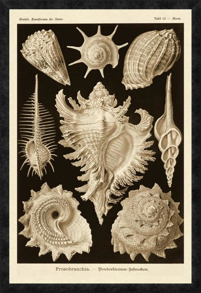 Haeckel Nature Illustrations: Gastropods - Sepia Tint, 26"X38"