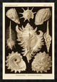 Haeckel Nature Illustrations: Gastropods - Sepia Tint, 26"X38"