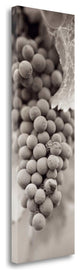"Grapes Pano - 1" By Alan Blaustein, Giclee Print on Gallery Wrap Canvas