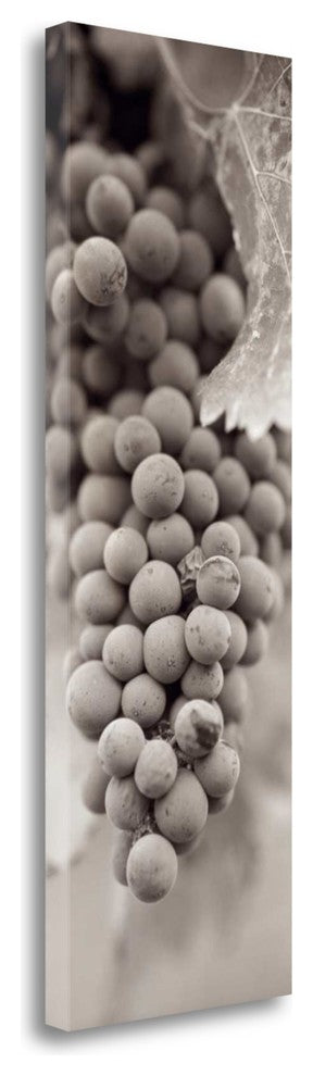 "Grapes Pano - 1" By Alan Blaustein, Giclee Print on Gallery Wrap Canvas