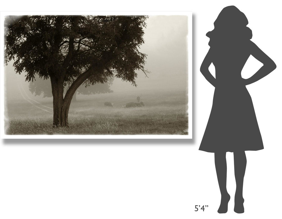 "Calm Mist no Limb" Digital Paper Print by Debra Van Swearingen, 62"x42"