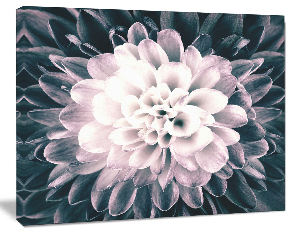 Macro Chrysanthemum Flower, Flowers Canvas Wall Artwork, 20"x12"
