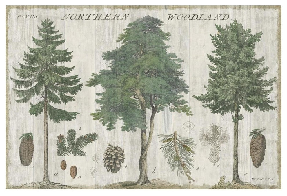 "Woodland Chart I" Digital Paper Print by Sue Schlabach, 50"x34"