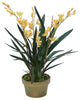 Yellow Cymbidium Orchids in Aged Pot