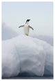 "Adelie Penguin standing on iceberg, Paulet Island" Paper Art, 34"x50"