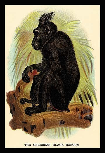 The Celebean Black Baboon - Fine Art Giclee Print 24" x 36"