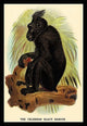 The Celebean Black Baboon - Fine Art Giclee Print 24" x 36"