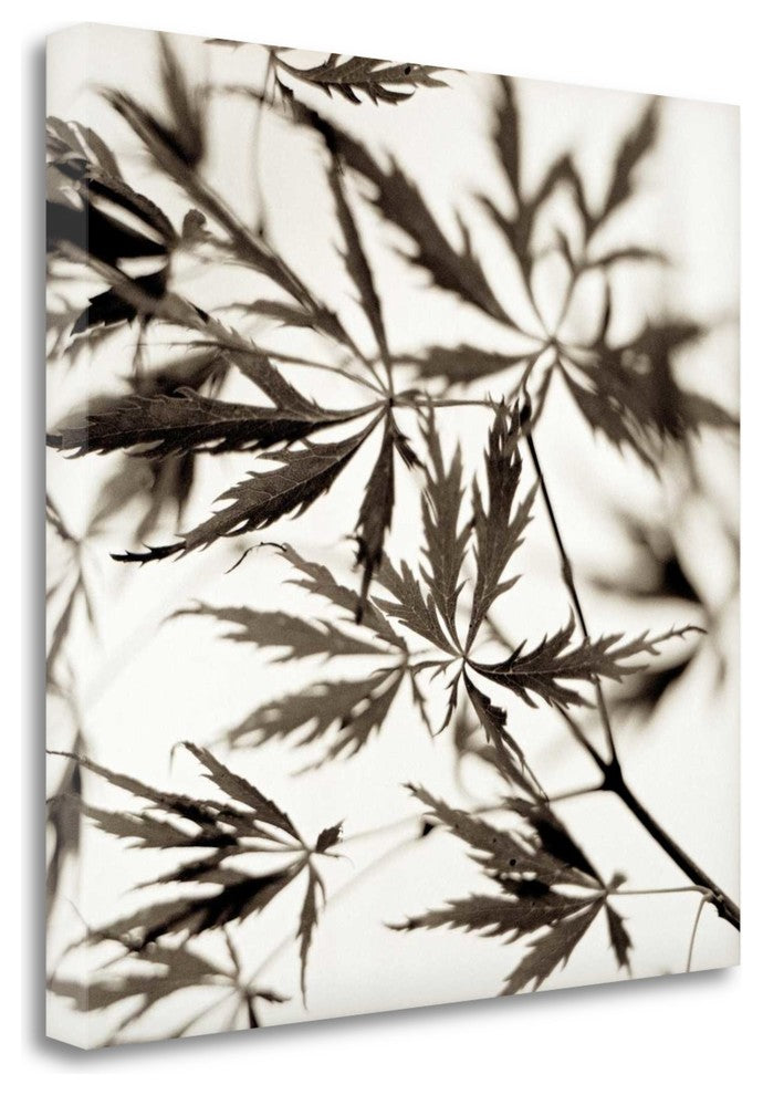 "Florison - 50" By Alan Blaustein, Giclee Print on Gallery Wrap Canvas