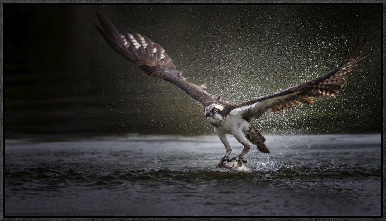 "Deadly Catch" Framed Canvas Giclee by Phillip Chang, 31x18"
