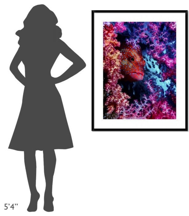 "Coral Hind" Framed Digital Print by Dani Barchana, 32x40"