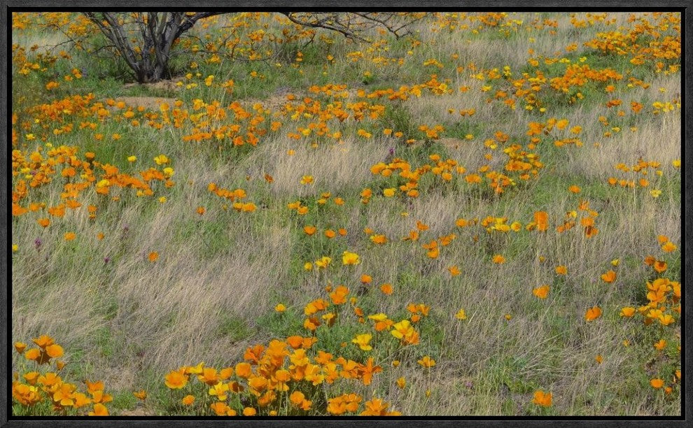 "California Poppy meadow with grasses, California"  by Tim Fitzharris, 23x14"