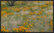 "California Poppy meadow with grasses, California"  by Tim Fitzharris, 23x14"