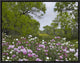 "Long Pricklyhead Poppy field near Christine, Texas"  by Tim Fitzharris, 17x13"