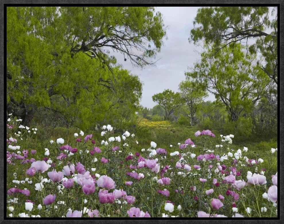 "Long Pricklyhead Poppy field near Christine, Texas"  by Tim Fitzharris, 17x13"