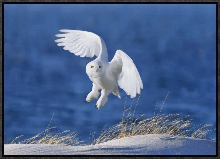 "White Spirit Demon" Framed Canvas Giclee by Wei Tang, 23x16"