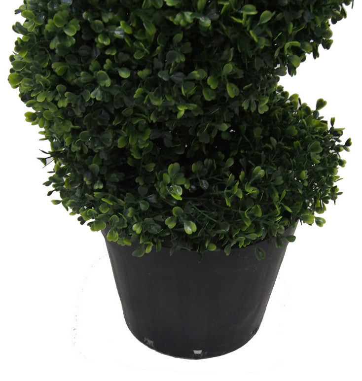 5' Boxwood Spiral In Pot (Uv)