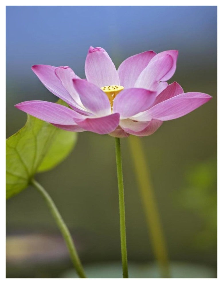 "Sacred Lotus flower, native to Asia" Paper Print by Tim Fitzharris, 32"x42"