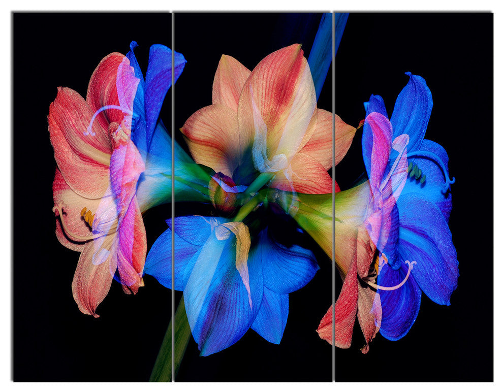 Abstract Blue Red Flower on Black, Extra Large Floral Wall Art, 36x28, 3 Panels