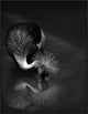 "The Reflection" Framed Canvas Giclee by C.S. Tjandra, 31x41"