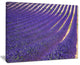 "Lavender Blooming Fields As Texture" Landscape Wall Art, 40"x30"