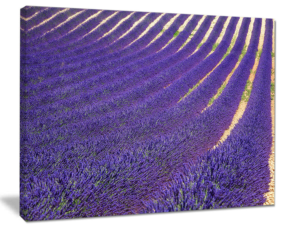 "Lavender Blooming Fields As Texture" Landscape Wall Art, 40"x30"