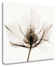 "Hellebore I" By Robert Coop, Giclee Print on Gallery Wrap Canvas, Ready to Hang