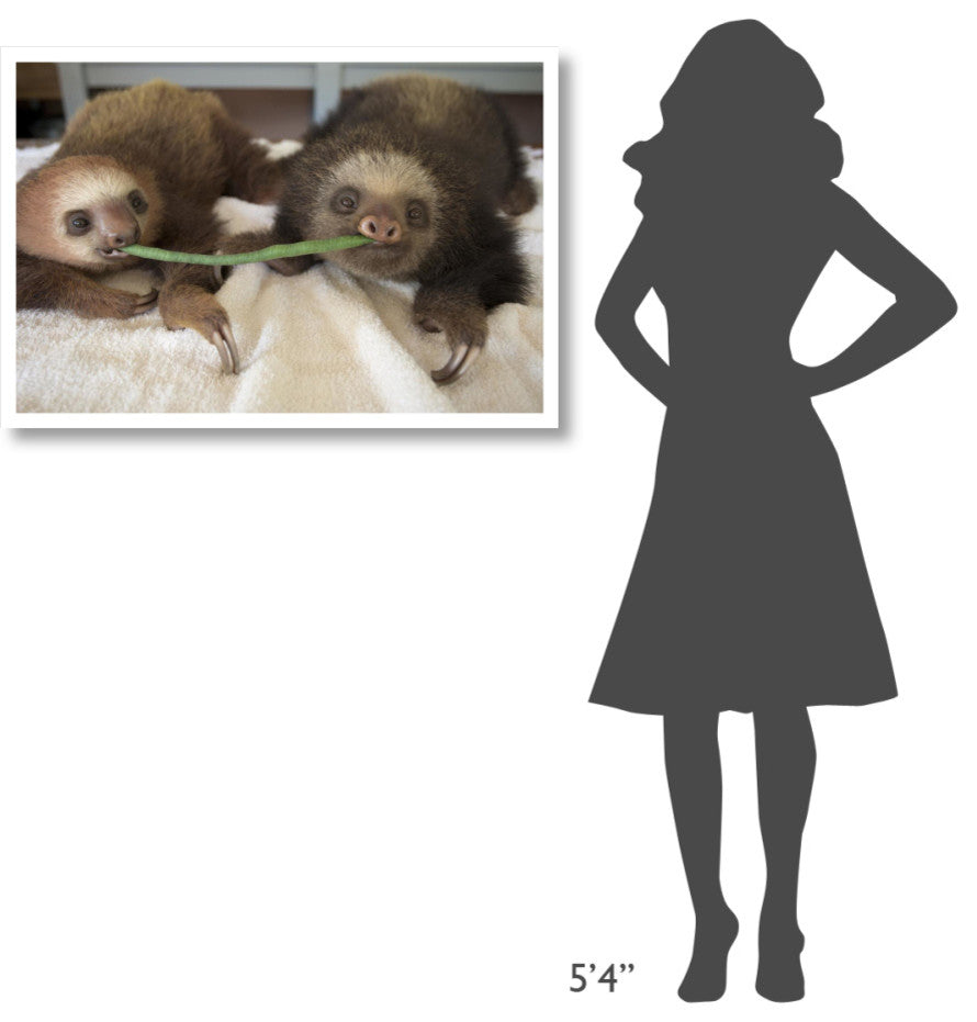 "Hoffmann's 2-toed Sloth babies, Aviarios Sloth Sanctuary" Paper Art, 38"x26"