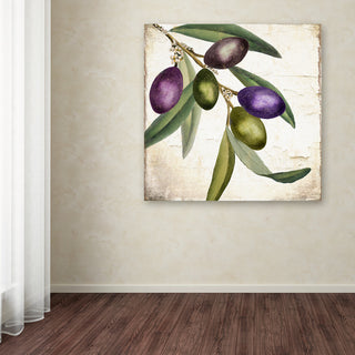 Color Bakery 'Olive Branch I' Canvas Art, 24x24