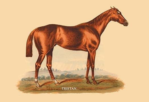 Tristan - Gallery Wrapped Canvas Art 28" x 42"