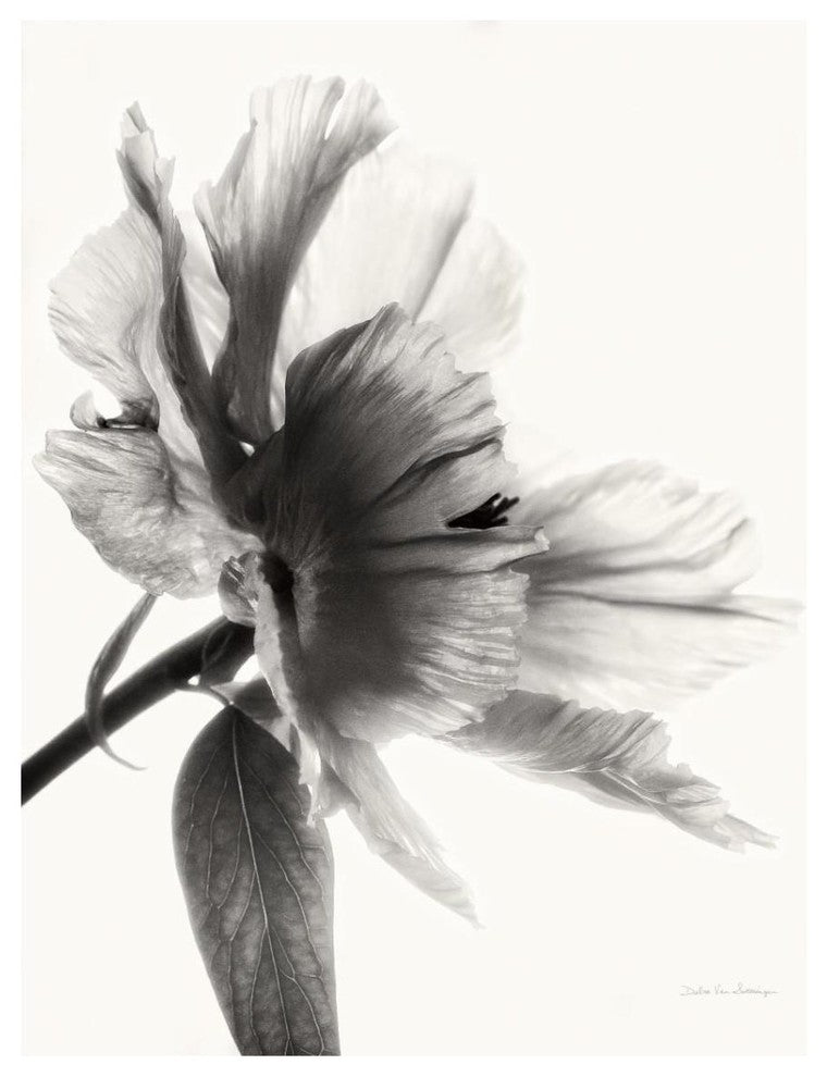 "Translucent Peony II - BW" Digital Paper Print by Debra Van Swearingen, 30"x37"