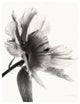 "Translucent Peony II - BW" Digital Paper Print by Debra Van Swearingen, 30"x37"